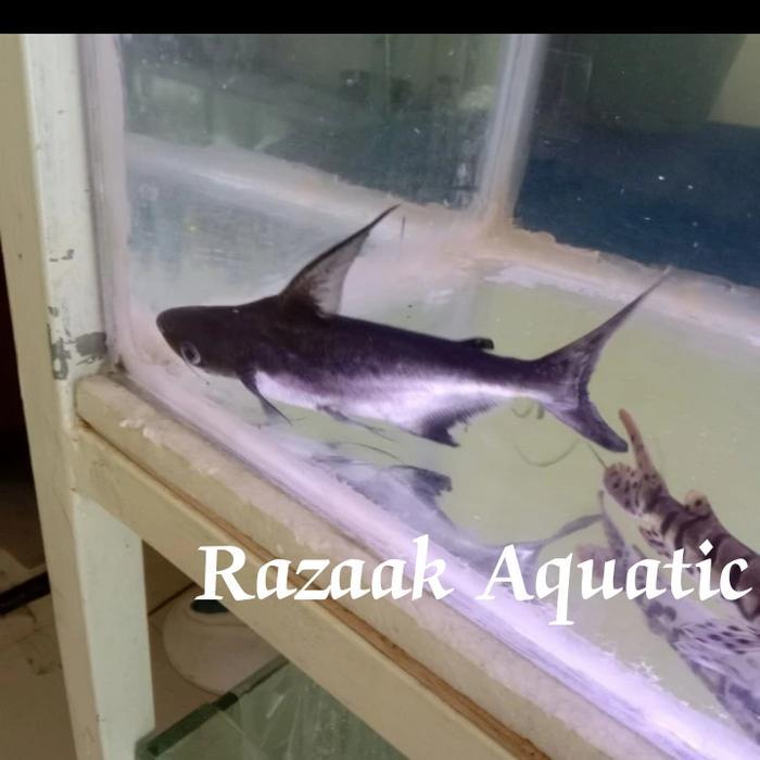 Ikan Genghis Khan Hiu Tawar 20Cm Terbaru 