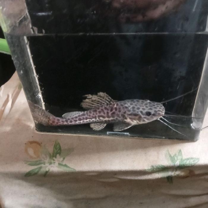 Hot Sale Ikan Jaguar Catfish Panther Rtc X Peruno Rare