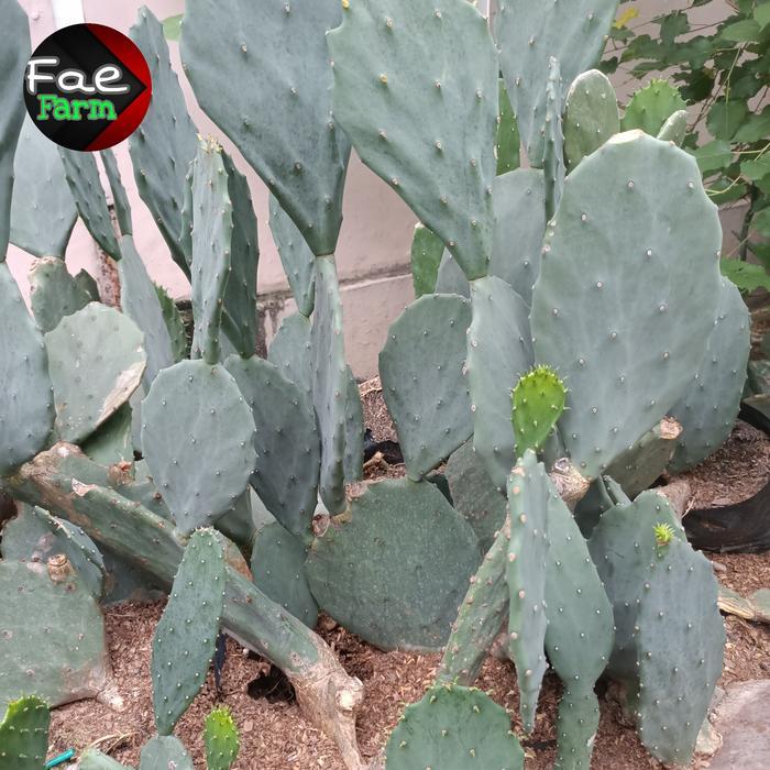 TERLARIS Kaktus Opuntia Gomei polybag Indukan