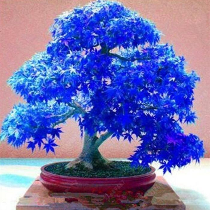 100% Benih Maple Jepang Untuk Ditanam (50Pcs/Kantong) Pohon Bonsai Maple Benih Maple Emas Benih