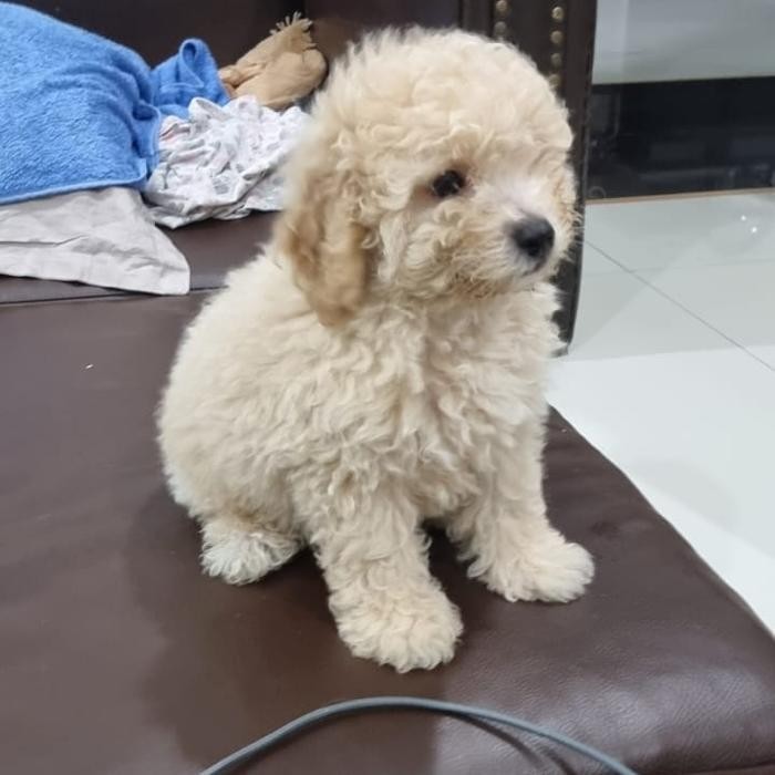 (Best) anjing puddle toy ( anakan )