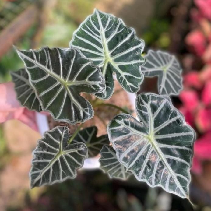 Tanaman Hias Alocasia Parasol mini - Alocasia Parasol mini