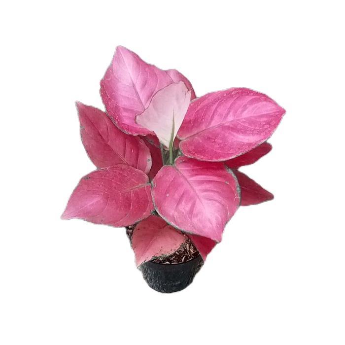 aglonema pink katrina dewasa - tanamanhias aglonema pink katrina - tanaman aglonema daun