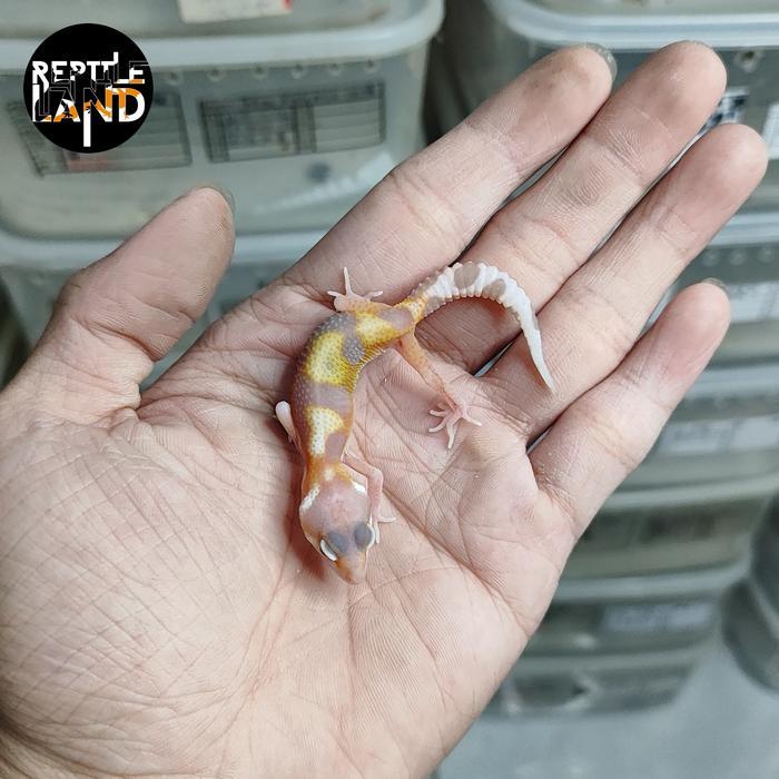 REDAY Terlaris Mainan Leopard gecko Premium Pilihan Raptor Mack Snow , MSE BABY Promo Murah