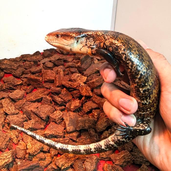 REDAY Terlaris kadal panana halmahera/blue tongue skink jinak murah dijamin Promo Murah