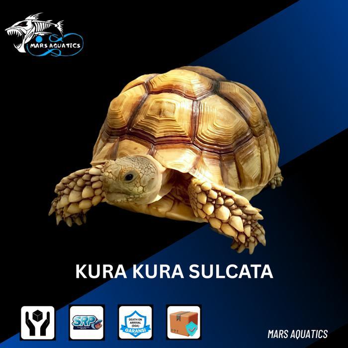 REDAY Terlaris KURA KURA SULCATA KURA KURA DARAT SULCATA BABY SULCATA SEHAT NO MINUS 7-8CM Promo