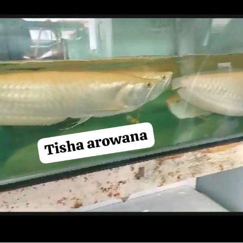 REDAY Terlaris Tisha Arowana Arwana Silver Albino Banana 55-57cm Serat Merah Red Albino Kondisi