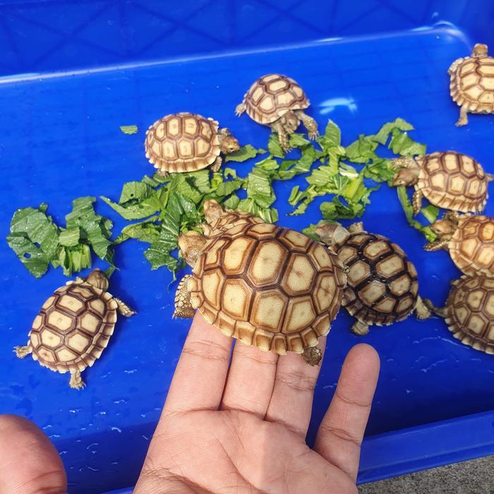 Spesial Promo Sulcata 6-7cm berkualitas