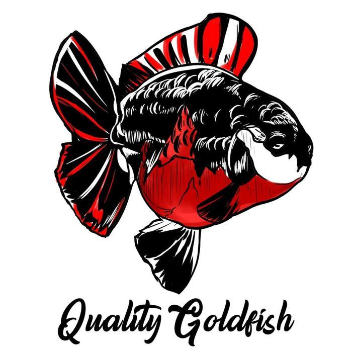 Quality Goldfish Terbaru 