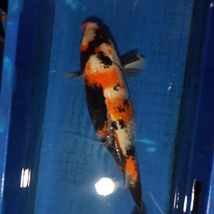 Paket Koi 5Ekor 50Cm Borong Terbaru 