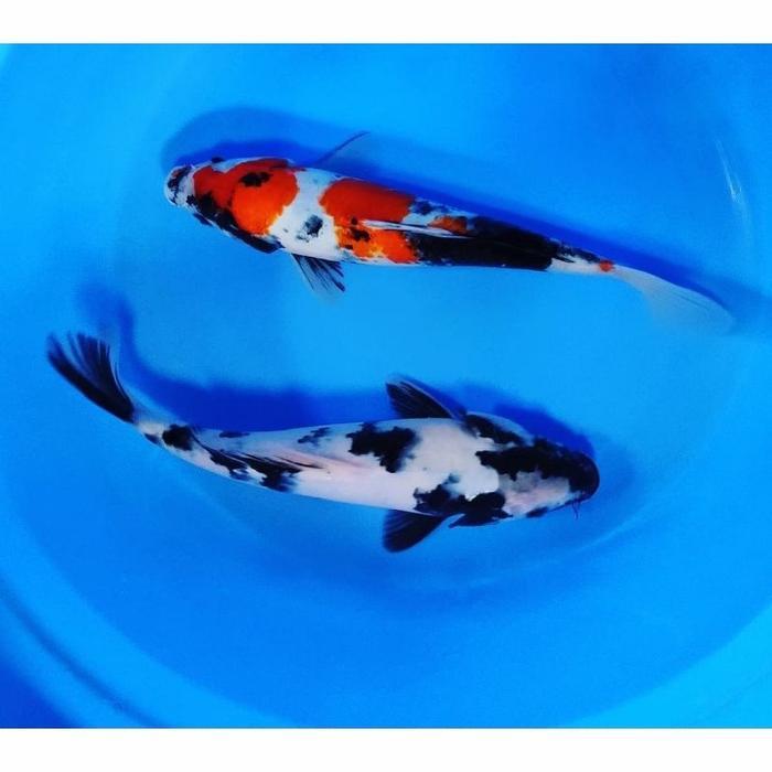 Ikan Hias Koi Showa & Shiro 2 Ekor Size 17-20Cm Terbaru 