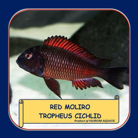 Ikan Hias Air Tawar - Red Moliro Tropheus Cichlid Terbaru 