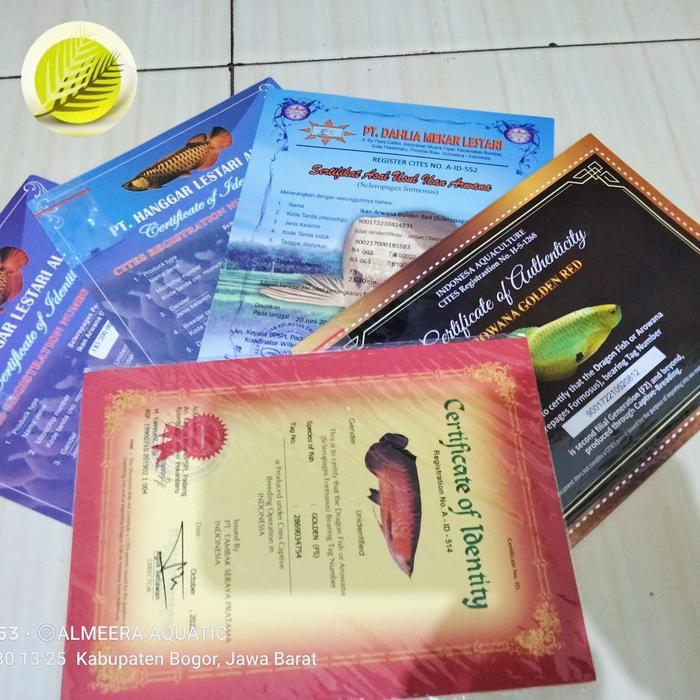Sertifikat Chip Arwana Arowana Golden Red Rtg Terbaru 