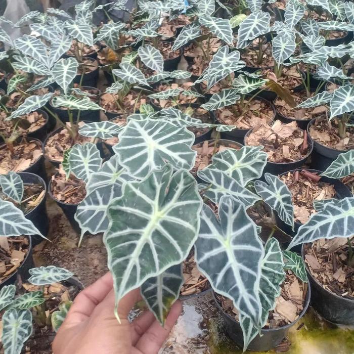 Yuxurystore- Tanaman Hias Alocasia Parasol - Alocasia Parasol Mini - Alocasia