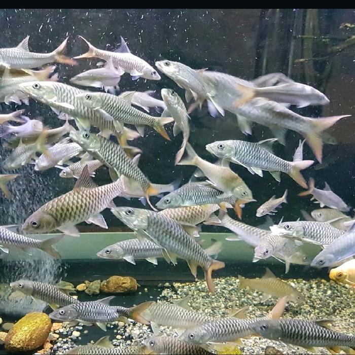 READY GE tor puttitora bhutan ikan maser putitora masher