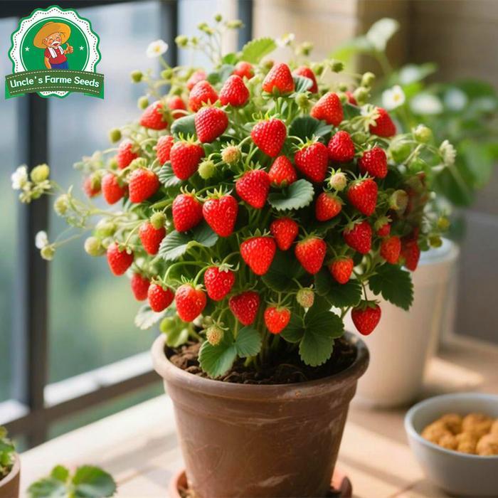 1000 Biji Stroberi Manis Raksasa Untuk Menanam Benih Buah Organik, Benih Tanaman Buah Stroberi Benih