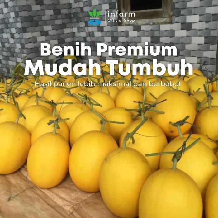 Infarm - Benih Melon Lemomelo Unggul, Bibit Buah Melon Golden Super Bibit Buah Melon Berkualitas
