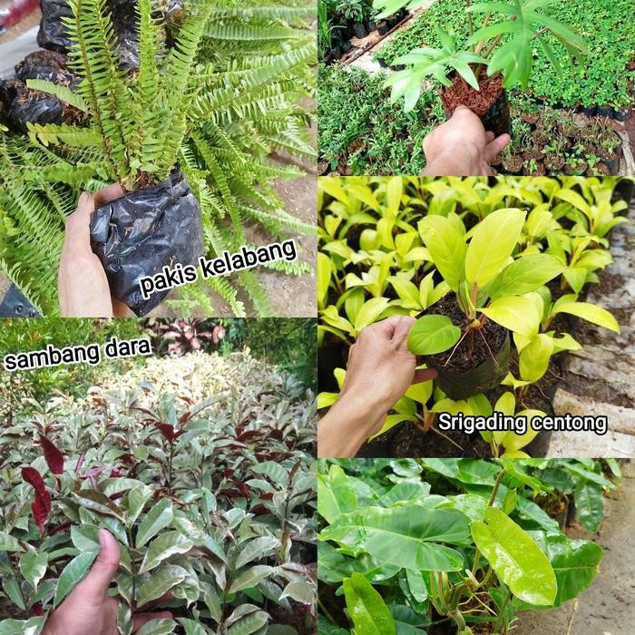 paket 5 tanaman vertical garden tanaman outdoor vertical garden