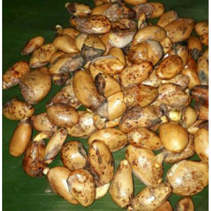 BIJI DURIAN LOKAL UNTUK BAHAN OKULASI OKULASIAN DURIAN