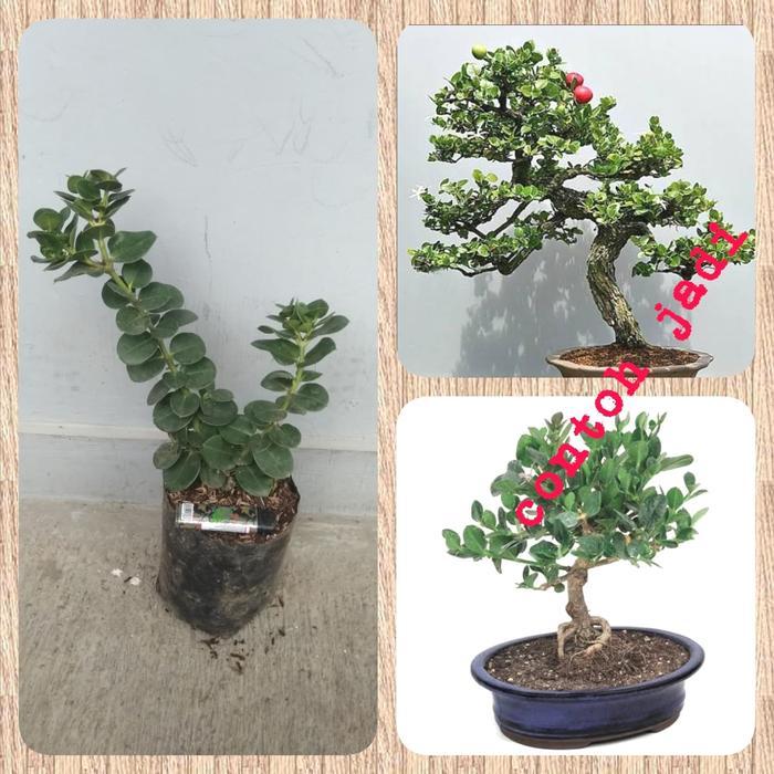 Tanaman Buah Natal Plum - Tanaman Bahan Bonsai