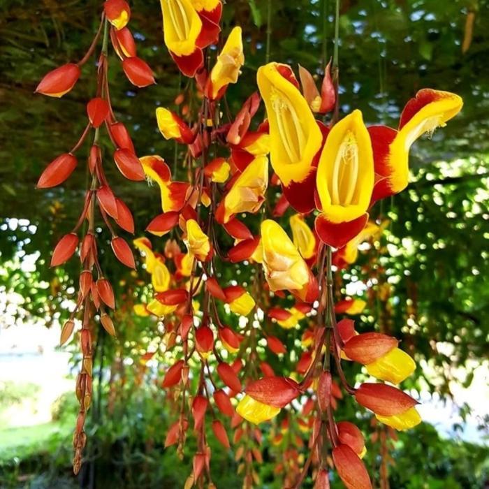 tanaman hias flame irian coklat