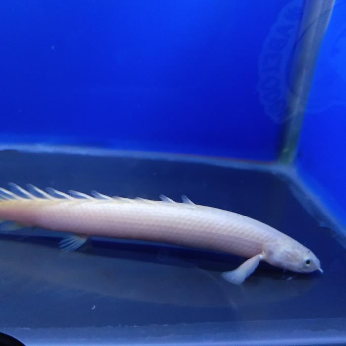 Aksesoris Aquarium Palmas Leucistic Palmas Lucy