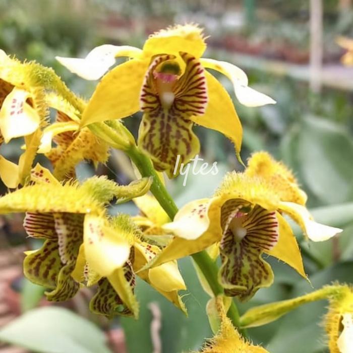 dendrobium macrophyllum var Jawa Barat