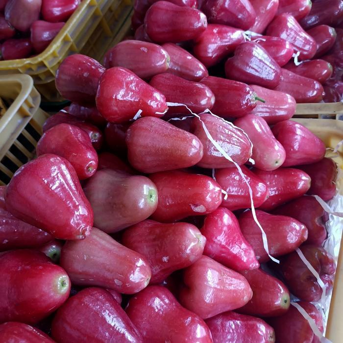 Buah Jambu citra jambu Air citra jambu cincalo Merah Delima