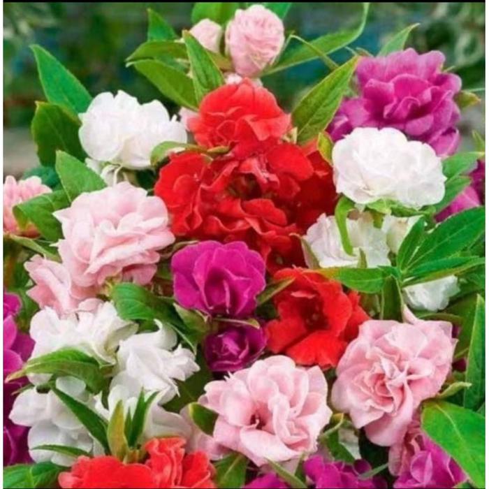 30 Benih Biji Bunga Pacar Air Mix