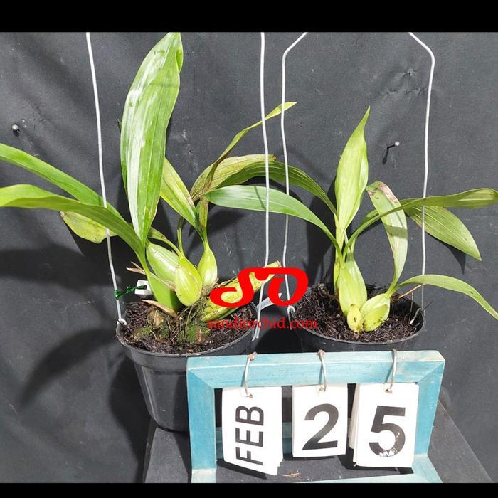 [ DEWASA ] Coelogyne Pandurata : Pesona Anggrek Hitam Borneo yang Langka dan Dilindungi