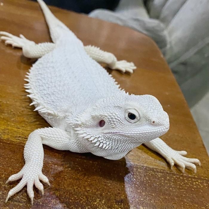 Ready Stock Bearded Dragon ZERO HYPO FEMALE PROVEN no ball python retic iguana cornsnake sumbawa