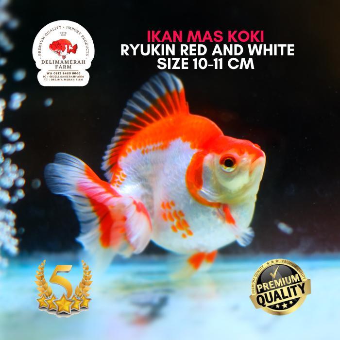 Mas Koki Ryukin White Punuk Unta Size 12 Cm Best Quality Bergaransi Terbaru 
