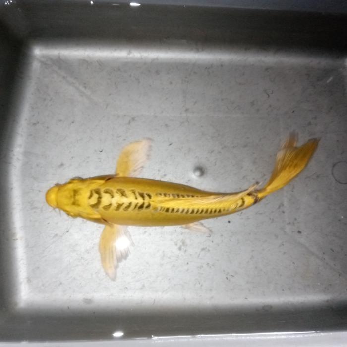 Ikan Koi Black Gold 20Cm Slayer Kumpay Terbaru 