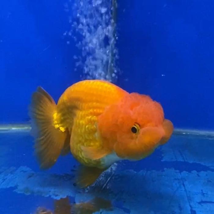 Rancu Ikan Mas Koki Ranchu Red White Rw Rancu Goldfish Fancy Terbaru 