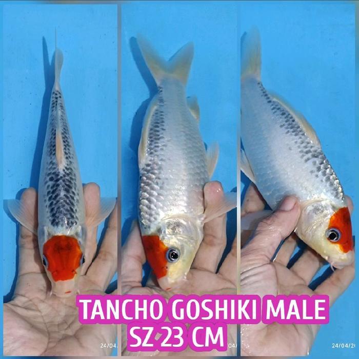 Koi Blitar Tancho Goshiki Ready Kohaku Sanke Showa Chagoi Karasi Dll Terbaru 