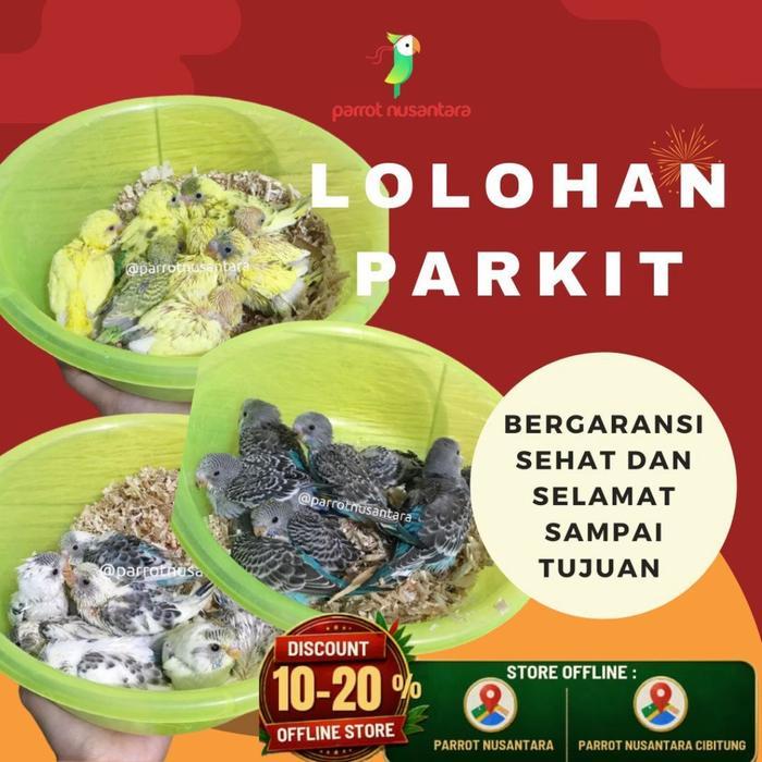 anakan lolohan burung parkit warna