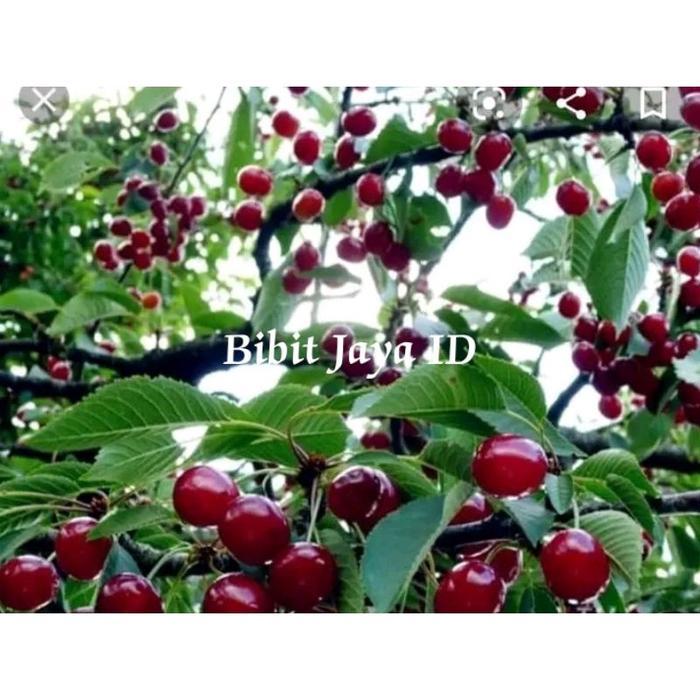 ASLI Bibit Taan Cherry Jepang Cangkok Unggul READY STOCK