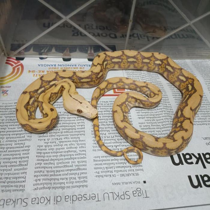 READY GE retic albino tiger caramel