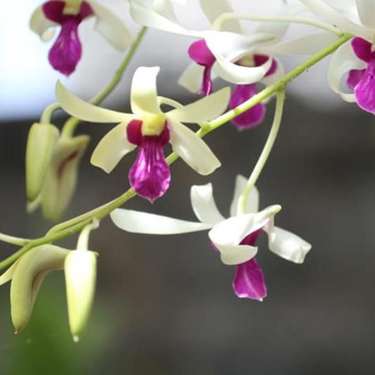 Dendrobium mesangnil dewasa