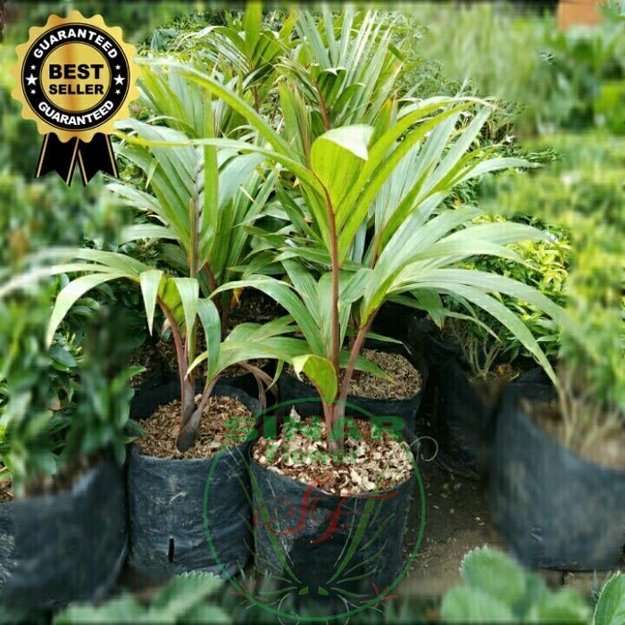 ORIGINAL bibit palem botol kecil/taan s/pohon palem botol/palem merah+pot READY STOCK