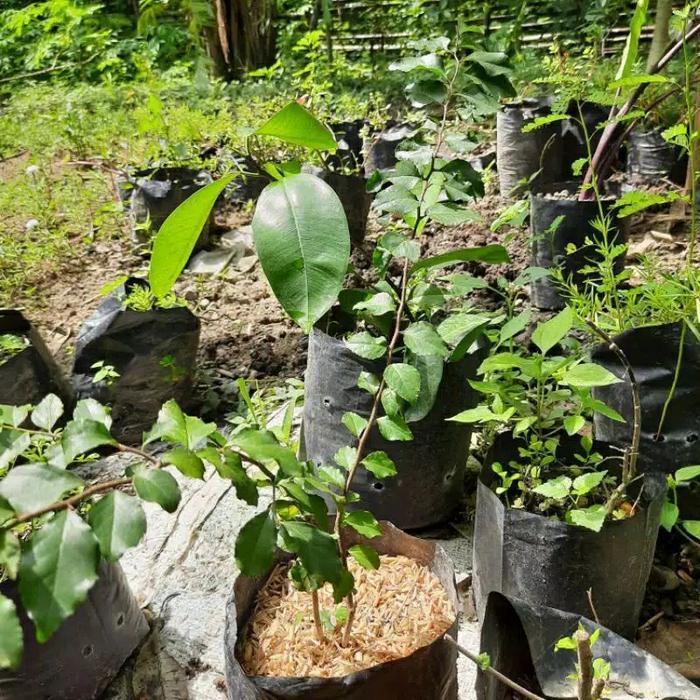 bibit tanaman rukem bogo /bibit bonsai rukem bogo