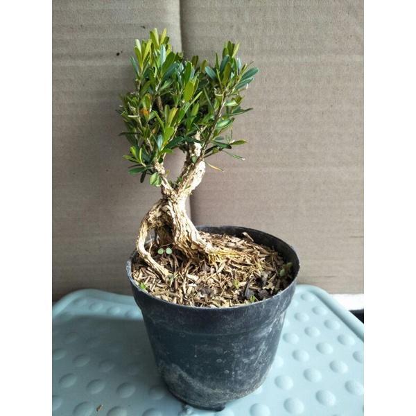 tanaman bonsai mini boxsus / boksus pohon kecil tua - SBGroup
