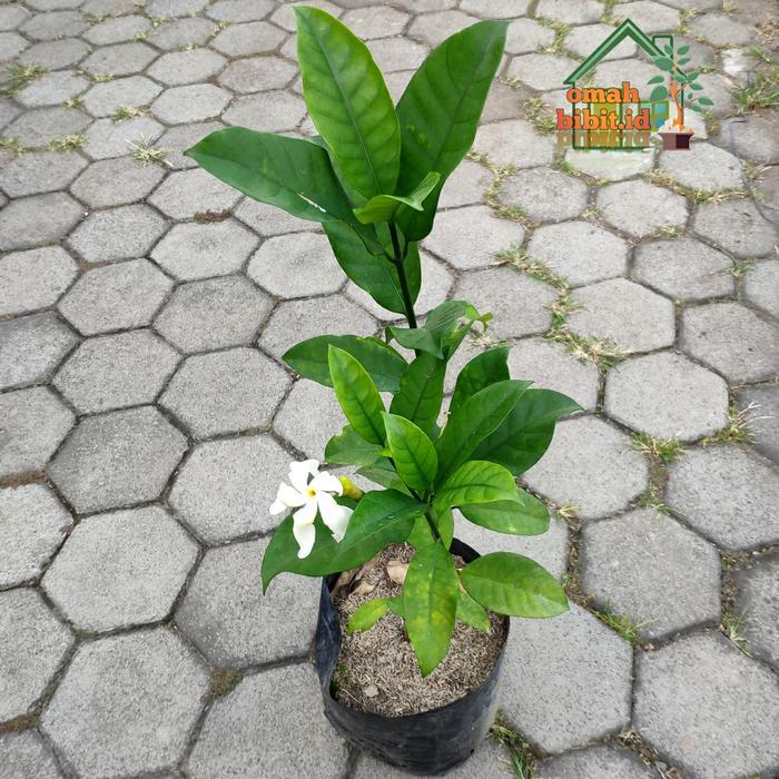 Tanaman Langka Melati Cengkeh Wangi
