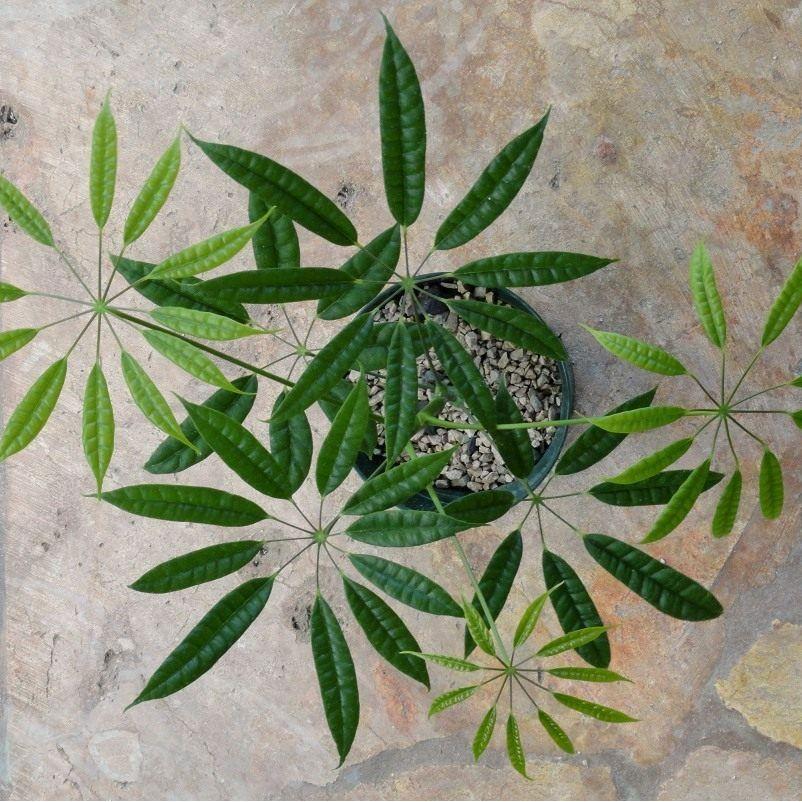 Tanaman Hias Pohon Walisongo Pete Heptapleurum Albido Bracteatum