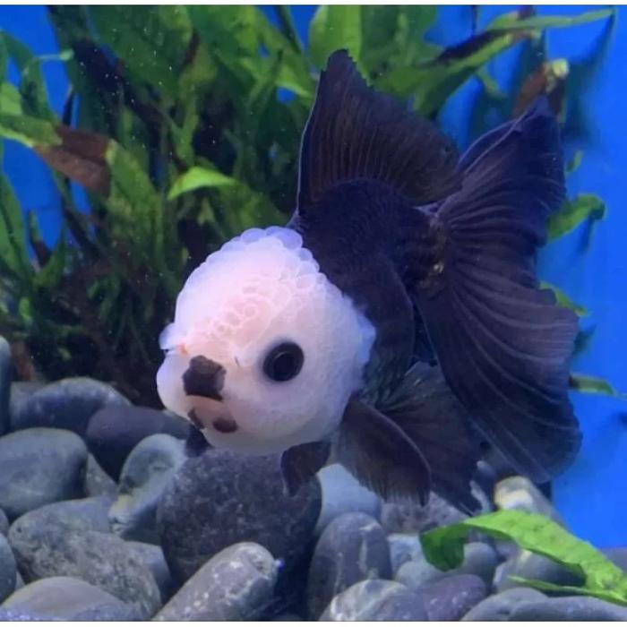 Koki Panda Oranda Hitam Putih Uk Dewasa #Gratisongkir