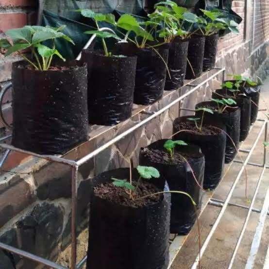 Polybag Tanaman Ukuran 40X40 Isi 30 Lembar / Polybag Tani 40X40 Isi 30Pcs