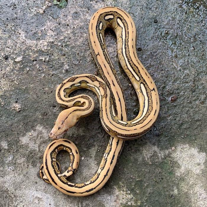 Ready Stock Retic / retic bacan tiger pos het albino / retic bacan / retic tiger / reticulatus