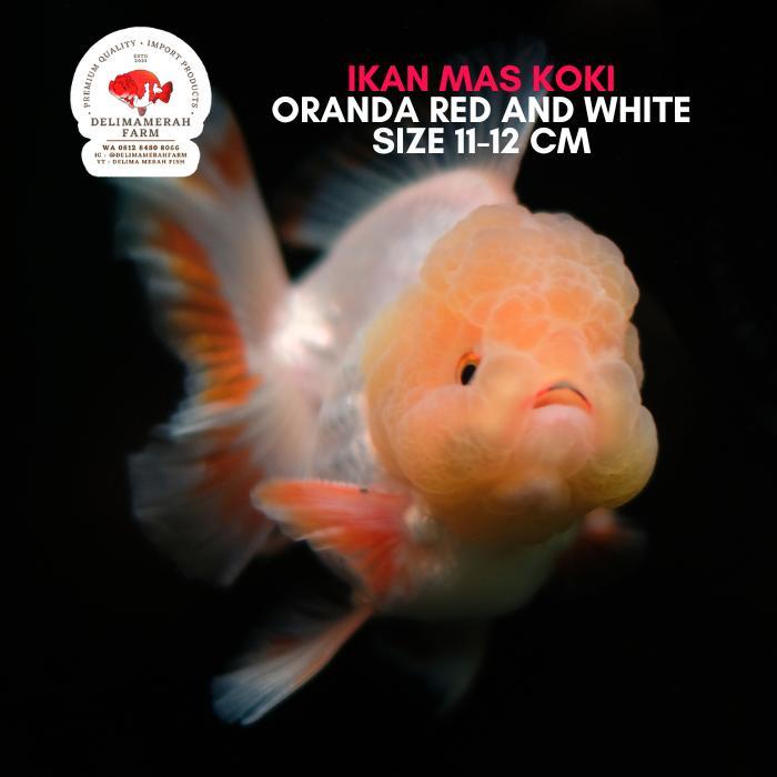 Mas Koki Oranda White Body Sakura Rw Terbaru 