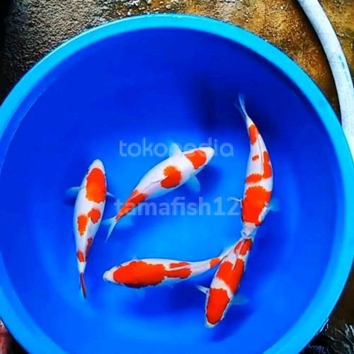 Ikan Hias Koi Kohaku Doitsu Size 2530Cm Terbaru 