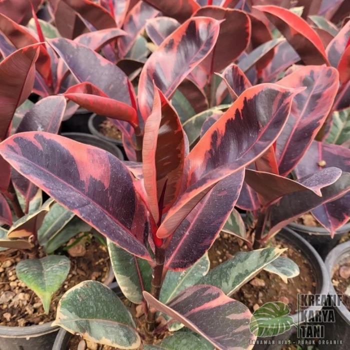 Yuxurystore- Tanaman Hias Ficus Elastica Ruby - Ficus Elastica Ruby